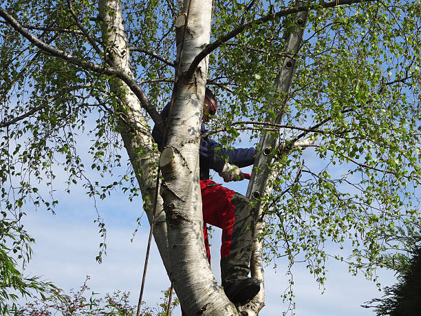 Trusted Great Falls, VA Tree Removal Services Experts